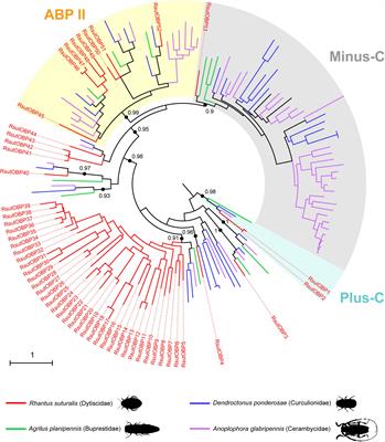 The Chemosensory Transcriptome of a Diving Beetle